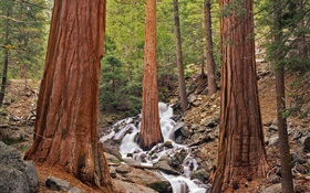 숲, 나무, 개울, 바위 HD 배경 화면