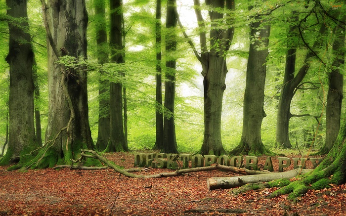 숲, 나무, 녹색, Desktopography 디자인 배경 화면 그림