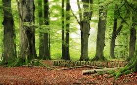 숲, 나무, 녹색, Desktopography 디자인 HD 배경 화면