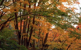숲, 단풍 나무, 노란 단풍 HD 배경 화면
