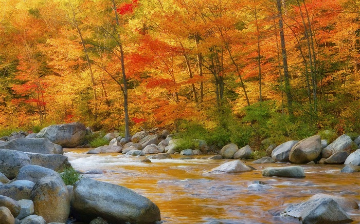 숲, 나무, 붉은 단풍, 강, 돌, 가을 배경 화면 그림