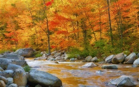 숲, 나무, 붉은 단풍, 강, 돌, 가을 HD 배경 화면