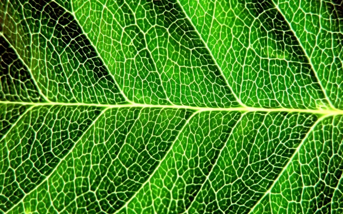 신선한 녹색 잎, 매크로 촬영, 선 배경 화면 그림