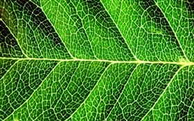 신선한 녹색 잎, 매크로 촬영, 선