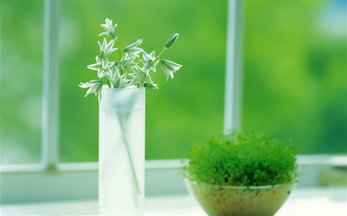 유리 컵, 식물, 녹색, 창, 봄 배경 화면 그림