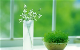 유리 컵, 식물, 녹색, 창, 봄 HD 배경 화면