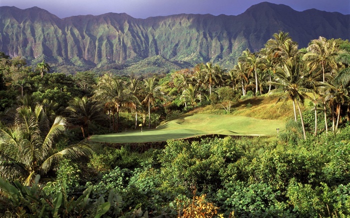 골프 잔디, 야자 나무, 산, 하와이, 미국 배경 화면 그림
