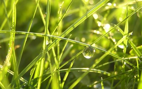 비 후 잔디, 물, 햇빛 HD 배경 화면
