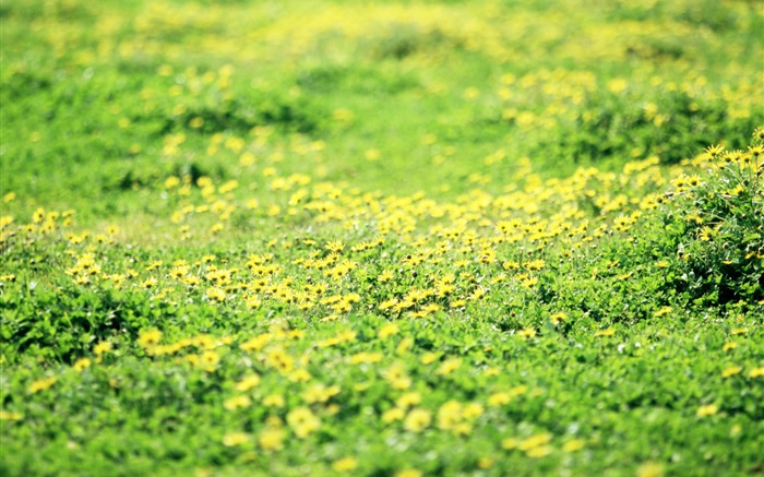잔디, 잔디, 노란색 야생화 배경 화면 그림