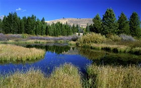잔디, 나무, 연못, 자연 풍경 HD 배경 화면