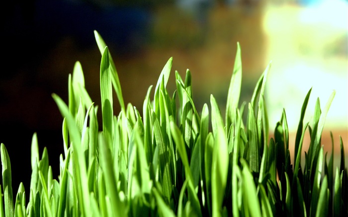 녹색 잔디 근접 촬영, 나뭇잎 배경 화면 그림
