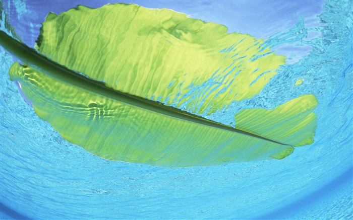바다 물, 몰디브에 녹색 잎 플로트 배경 화면 그림
