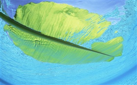 바다 물, 몰디브에 녹색 잎 플로트 HD 배경 화면