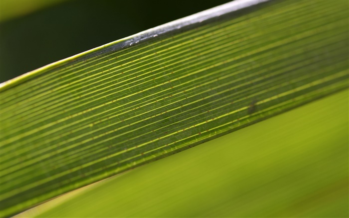 녹색 잎 매크로 사진 배경 화면 그림