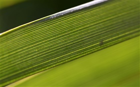 녹색 잎 매크로 사진 HD 배경 화면