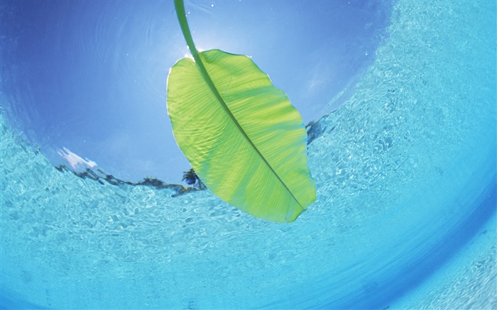 녹색 잎, 수중, 바다, 몰디브 배경 화면 그림