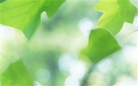 녹색 잎, 나뭇잎, 여름 HD 배경 화면