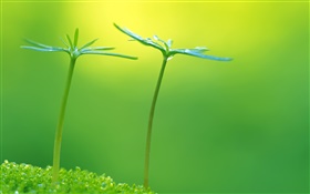 녹색, 봄, 신선한 새싹 식물 HD 배경 화면
