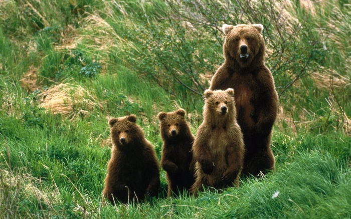 그리즐리 곰 가족, 잔디 배경 화면 그림