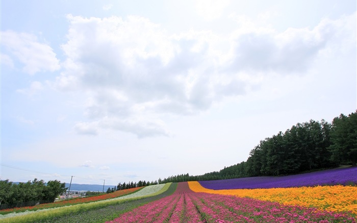 화려한 홋카이도, 일본, 아름다운 꽃 필드, 배경 화면 그림