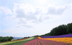 화려한 홋카이도, 일본, 아름다운 꽃 필드,