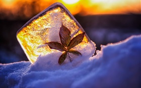 얼음, 잎, 눈, 햇빛 HD 배경 화면