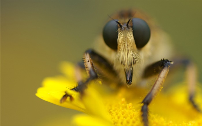 곤충과 노란색 꽃 매크로 사진 배경 화면 그림
