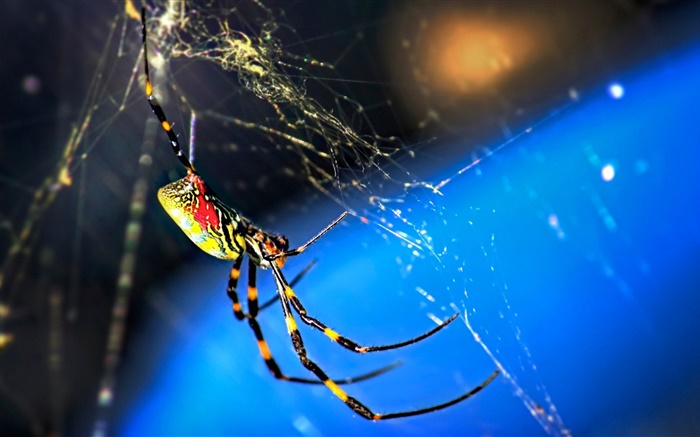 곤충 매크로, 거미와 거미줄 배경 화면 그림