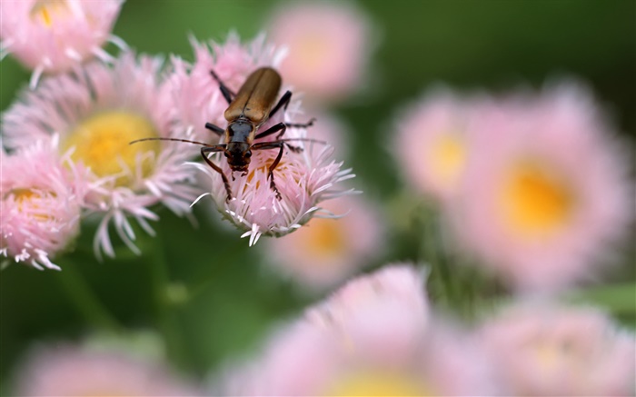 곤충, 핑크 꽃, 나뭇잎 배경 화면 그림