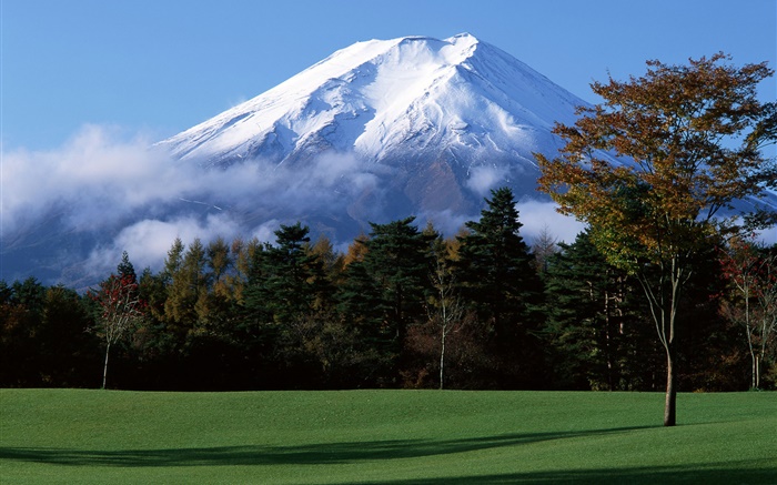 일본의 후지산, 눈, 나무, 잔디, 안개 배경 화면 그림