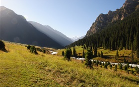 키르기스스탄, 숲, 나무, 산, 아침, 잔디, 강