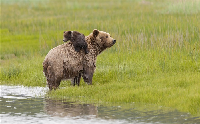 레이크 클락 국립 공원, 알래스카, 곰, 물, 초원 배경 화면 그림