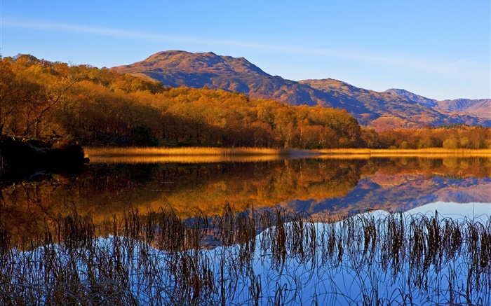호수, 잔디, 나무, 산, 가을 배경 화면 그림