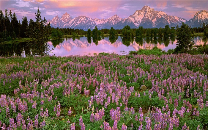 호수, 산, 핑크 분수 꽃 배경 화면 그림