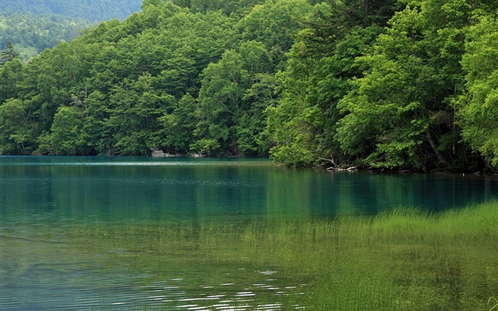호수, 나무, 물, 잔디, 홋카이도, 일본 배경 화면 그림