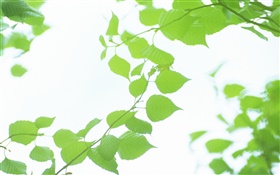 잎, 녹색, 나뭇잎, 여름 HD 배경 화면