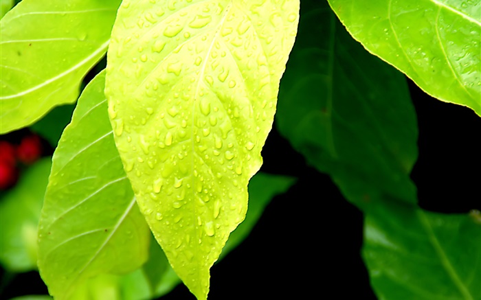 빛 녹색 잎, 물 배경 화면 그림