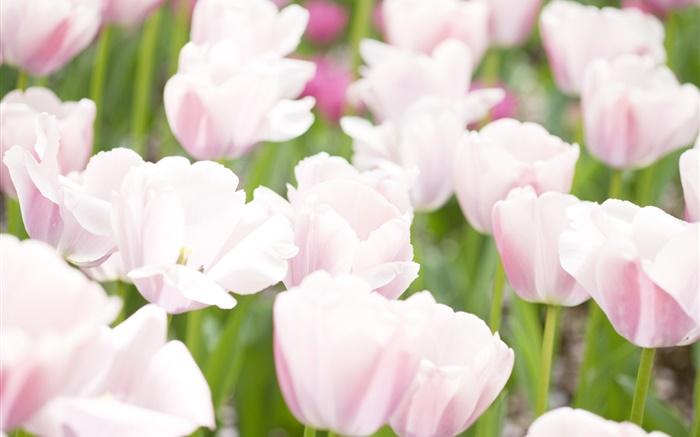 라이트 핑크 튤립 꽃 배경 화면 그림