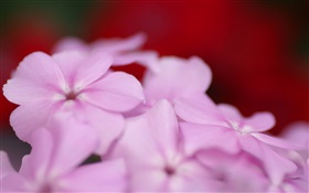 밝은 자주색 꽃 꽃잎 HD 배경 화면