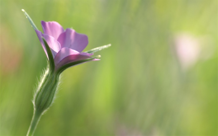 작은 보라색 꽃 근접, 녹색 배경 배경 화면 그림