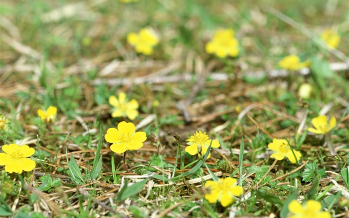 작은 노란색 야생화, 땅, 잔디 배경 화면 그림