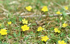 작은 노란색 야생화, 땅, 잔디