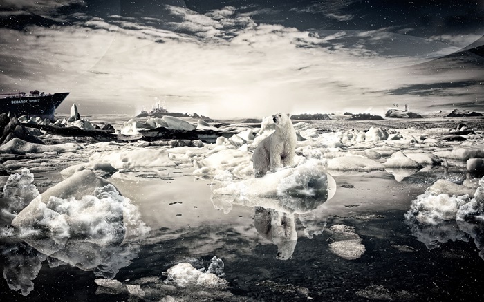 외로운 곰, 눈, 바다, 창조적 인 사진 배경 화면 그림