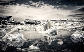 외로운 곰, 눈, 바다, 창조적 인 사진 HD 배경 화면