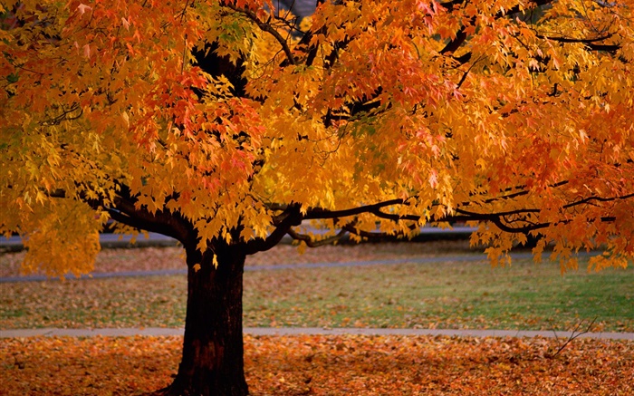 외로운 나무, 가을, 노란색 단풍 배경 화면 그림