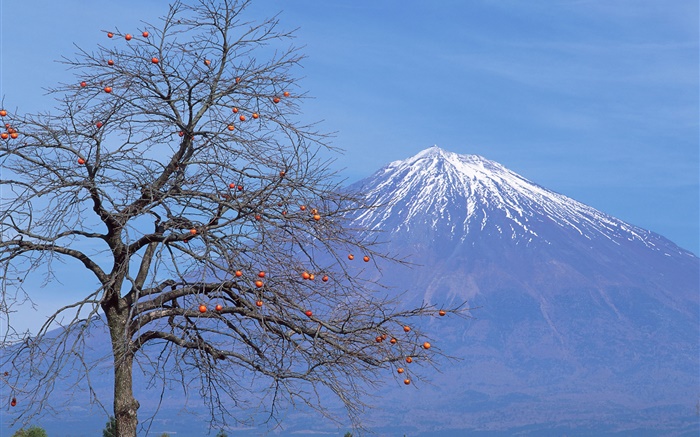외로운 나무, 과일, 후지산, 일본 배경 화면 그림