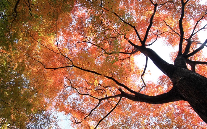 보고 찾아, 단풍 나무, 노란색과 붉은 단풍, 가을 배경 화면 그림