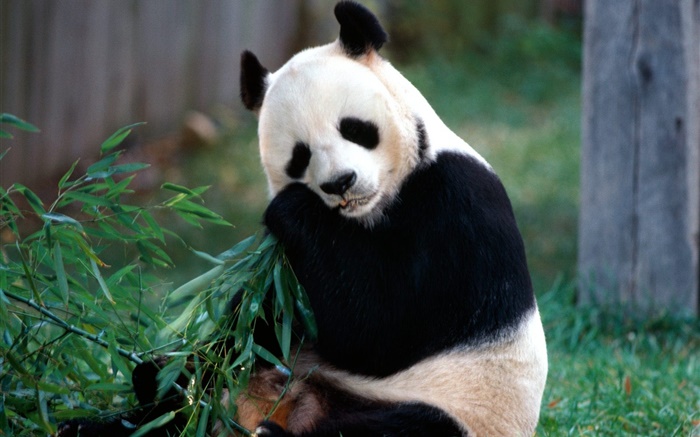 사랑스러운 팬더 먹는 대나무 배경 화면 그림