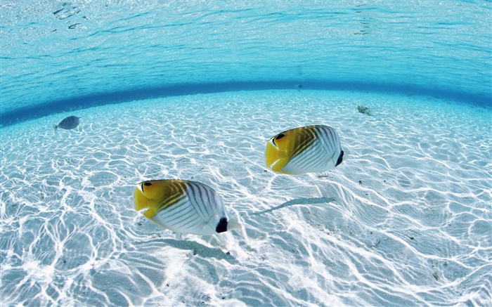 몰디브, 열대 광대 물고기, 얕은 물 지역, 바다 배경 화면 그림
