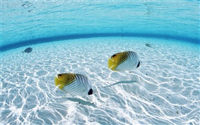 몰디브, 열대 광대 물고기, 얕은 물 지역, 바다 HD 배경 화면